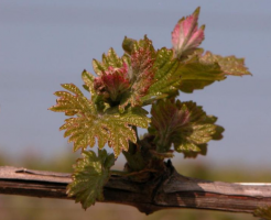 Domaine du Plessis Glain