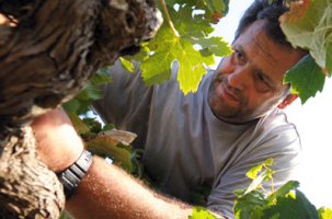 Domaine Bosquet des Papes