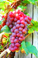 Château La Frérotte