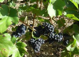 Domaine Jérôme Fornerot