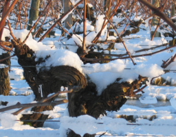 Château Moutte-Blanc