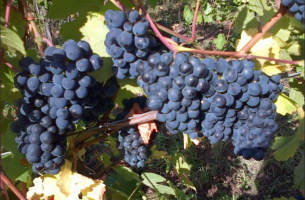 Domaine Gilbert Meyer