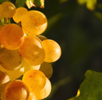 Château Saint Maur Cru Classé