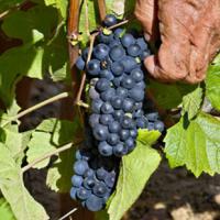 Champagne Hélène Delhéry