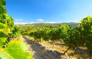 Maison Gérard Bertrand - Château de la Soujeole