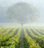 Champagne La Borderie