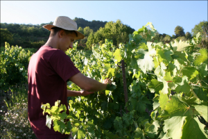 Domaine des Côtes Rousses