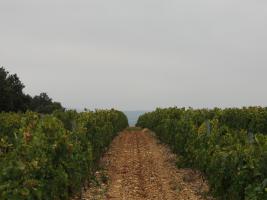 Domaine Saint Roch - Languedoc