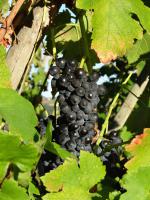 Domaine Chambeyron Manin