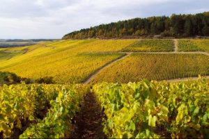 Domaine Jean Collet & fils