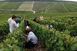 Champagne Marquis de Pomereuil