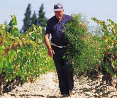 Domaine des Romarins