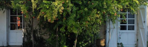 Château les Jonqueyres