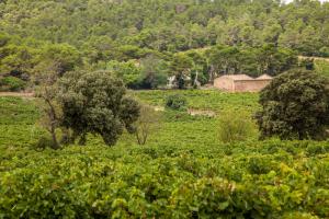 Cellier des Demoiselles