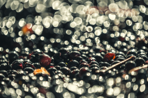 Les Vignobles Guindeuil