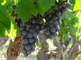 Domaine de l'Olivette