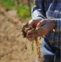 Domaine Lafond - Roc Épine