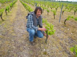 Domaine Pascal Gibault