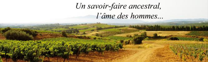 Les Vignobles de Constance & Terrassous