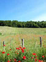 Domaine du Loup des Vignes