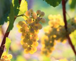 Domaine de l'Evêché