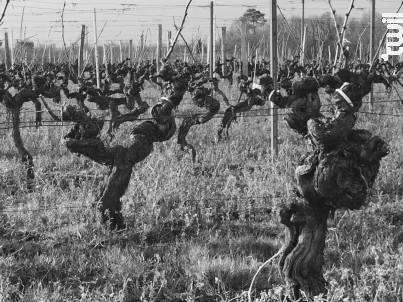 Château ROZIER-MORILLONS - Cuvée l'Esquisse - Vignobles Crachereau - 1990 - Blanc