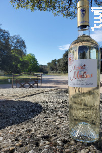 IGP Muscat Moelleux - Domaine l'Oppidum des Cauvins - 2022 - Blanc