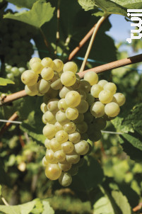 Brut Cattin - Maison Joseph Cattin - No vintage - Effervescent