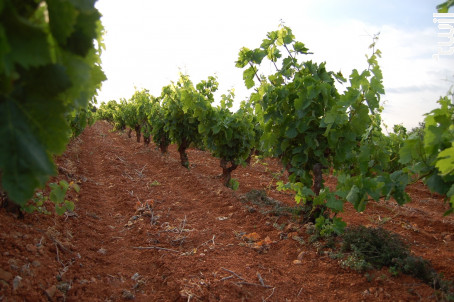 100% Marselan - Château du Vieux Parc - 2018 - Rouge