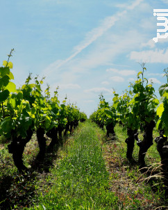 Muscadet Sèvre-et-Maine - Domaine Les Quatre Journaux - 2023 - Blanc