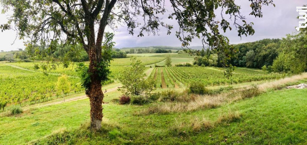 Château Robin - Terroir de Crus - 2019 - Rouge