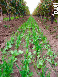 Château la Roche Mézières - Château La Roche Mézières - 2023 - Rouge