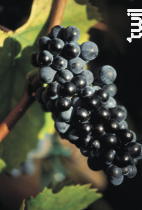 Brut Cattin Rosé - Maison Joseph Cattin - No vintage - Effervescent