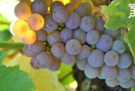 Château Peneau II Sauvignons - Château Peneau - 2020 - Blanc