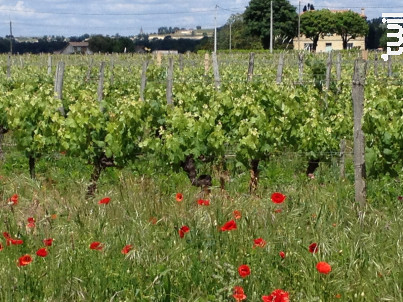 Château Guerin Bellevue - Château Guérin Bellevue - 2022 - Rouge