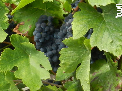 Brut Grand Cru - Champagne Th. Petit - No vintage - Effervescent