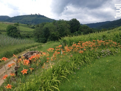 Pinot Gris Lieu-dit Hohrain - Domaine Emile Beyer - 2014 - Blanc